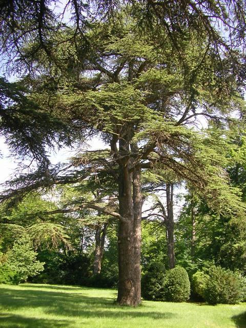 Château de Saint-Michel-de-Lanès Extérieur photo